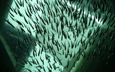 Fishing for a free ride in Macquarie Harbour