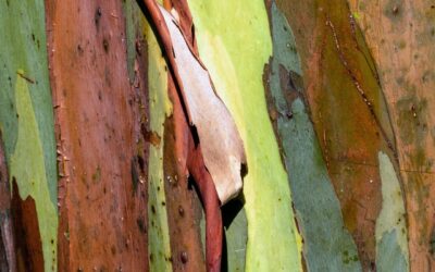 To a Fair Share of Nature’s Rent