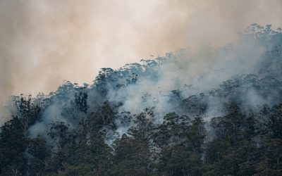 The ESVF: Is there fire behind the smoke?